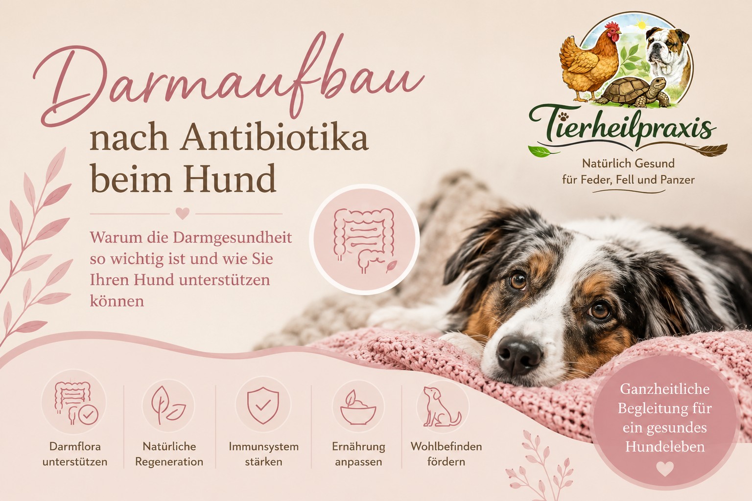 Darmaufbau nach Antibiotika beim Hund – Warum die Darmgesundheit so wichtig ist