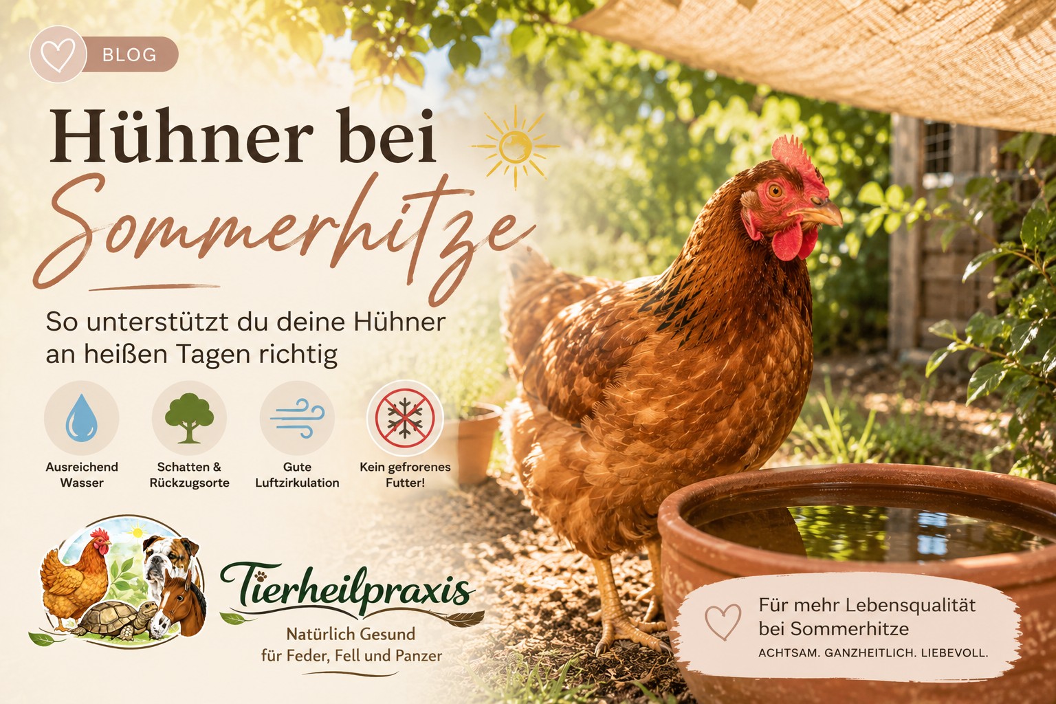 Hühner bei Sommerhitze: So unterstützt du deine Hühner an heißen Tagen richtig