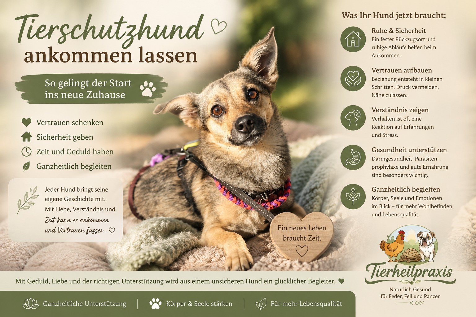 Tierschutzhund ankommen lassen – Wie Du Deinem Hund den Start in ein neues Leben erleichtern