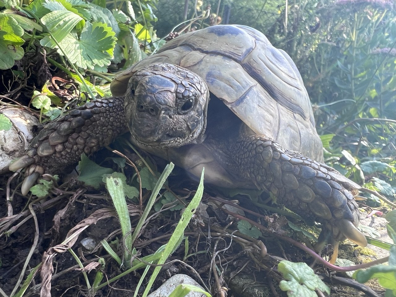 Landschildkröten auf die Winterstarre vorbereiten – was jetzt im Herbst wichtig ist