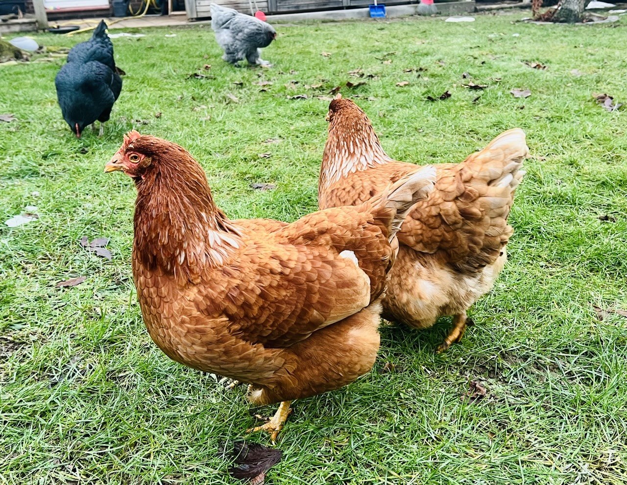 Hilfe, mein Huhn hat Durchfall – was jetzt zu tun ist