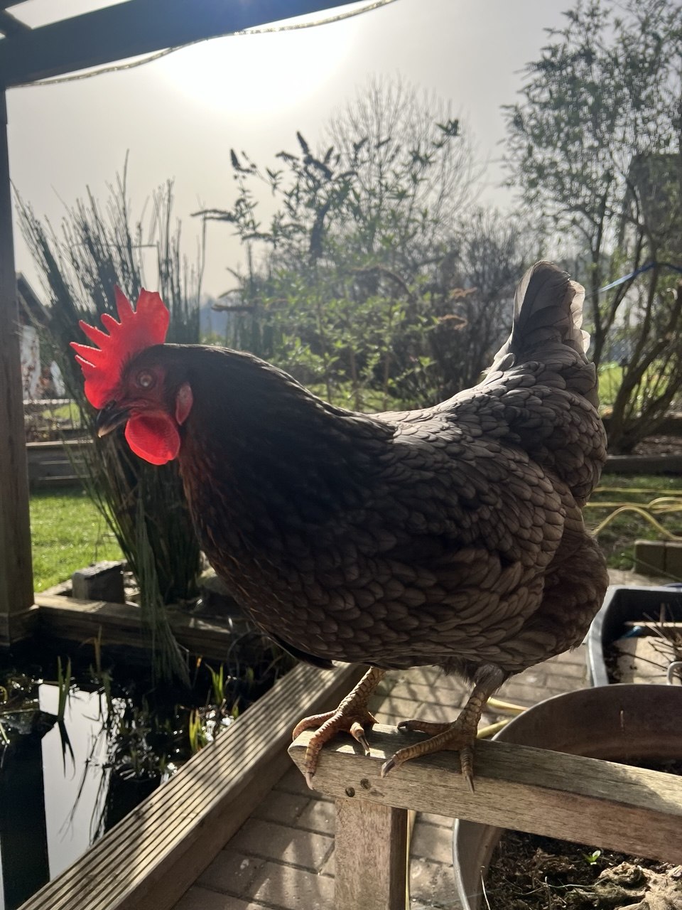 Federlinge beim Huhn erkennen und behandeln – Symptome, Ursachen und Tipps zur Vorbeugung