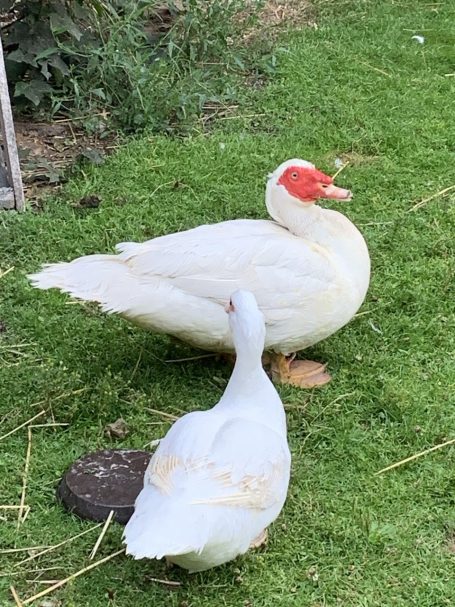 Zwei Enten auf grünem Gras, eine mit rotem Kopf und die andere komplett weiß.